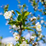 Fleurs fleurissent pommier