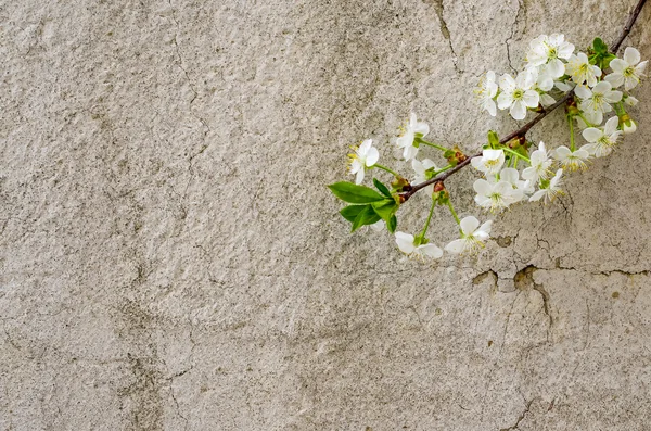 Våren Blossom på rustika bakgrund — Gratis stockfoto