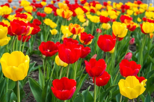 Tulipas vermelhas e amarelas no jardim — Fotografia de Stock