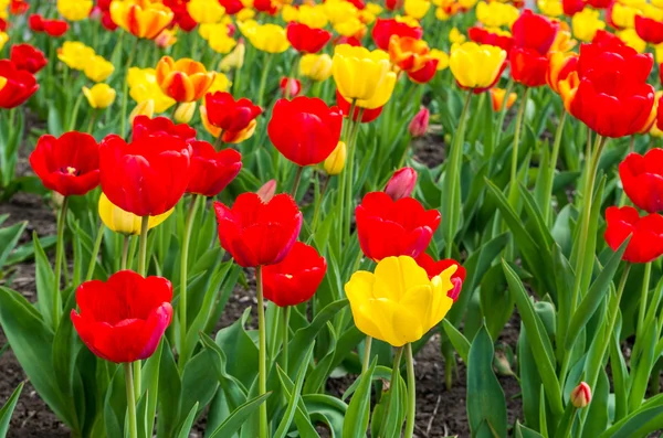 Field of tulips — Free Stock Photo
