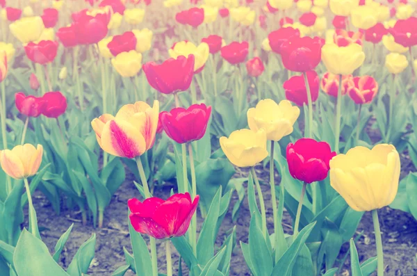 Jemně barevné tulipány — Stock fotografie zdarma