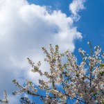 Albero fiorito nel cielo nuvoloso