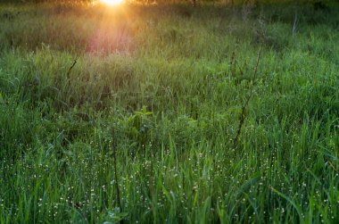 çayır güneş ışınları ile yeşil çimen