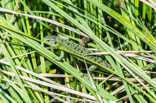 Lagarto agradável st a grama — Fotografia de Stock