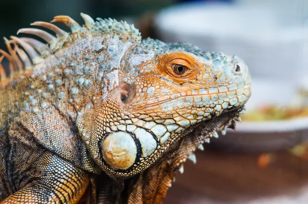 Grande réptil, lagarto. Macro foto — Fotografia de Stock