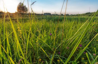 Çim alan peyzaj gün batımında