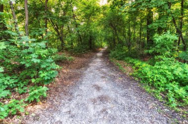 Yaz aylarında parkta yürüyüş için yol