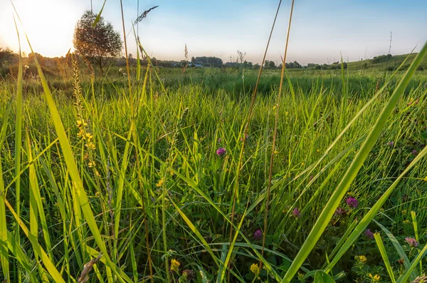 Çim alan peyzaj gün batımında