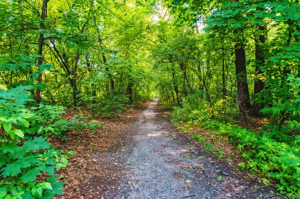 Sentier lumineux à la forêt d'été — Photo