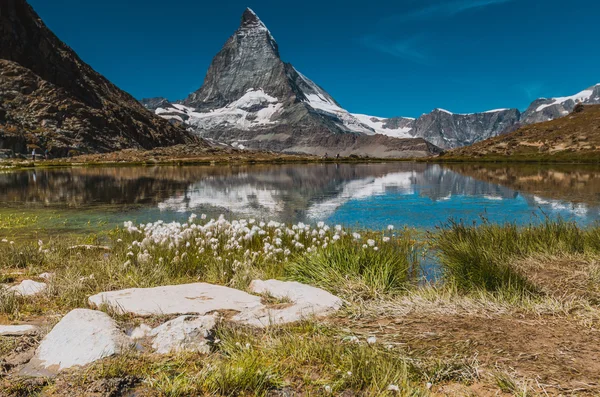 Květiny na jezeře poblíž Matterhorn — Stock fotografie