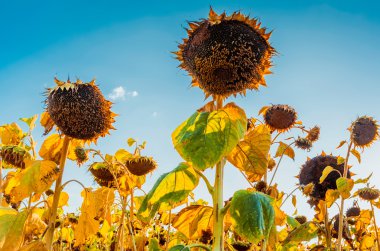 Yaz sonu ayçiçeği mavi gökyüzü altında