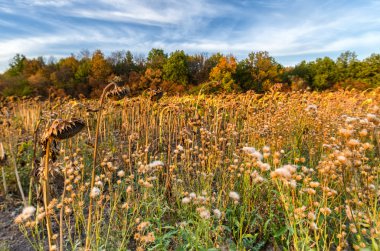 Ayçiçeği renkli orman arka plan ile sonbahar sahasının