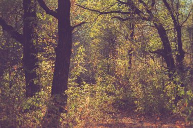 Karanlık Güz orman