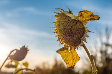 Ayçiçeği çiftlik alanında. Hasat. Sonbahar. Sonbahar