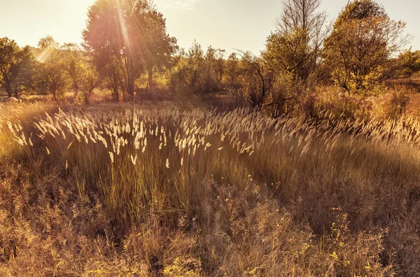 Sunset Sunlight over fall meadow, Autumn Nature — Stock Photo, Image