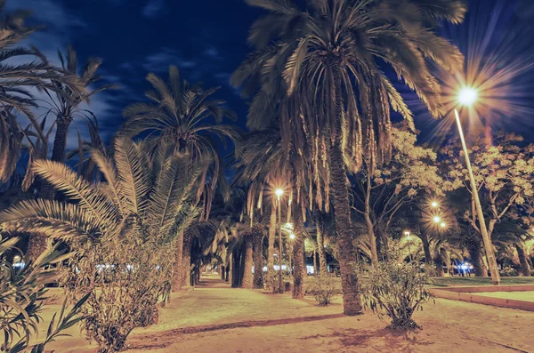 Palm Park in Barcelona in the night