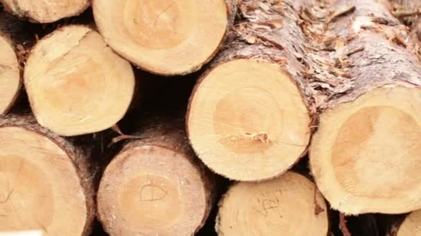 traitement des billes d'arbres 