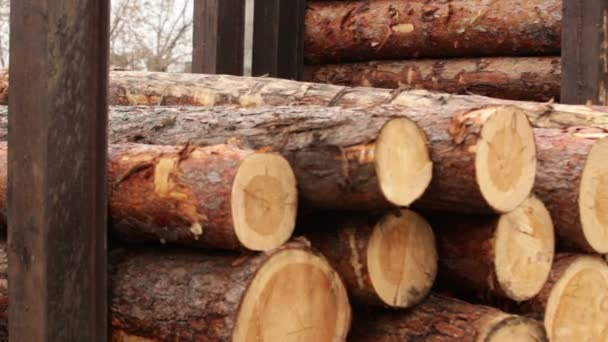 Обработка бревен дерева — стоковое видео