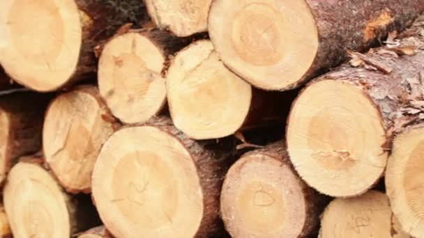 Troncos de madera — Vídeo de stock