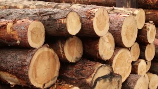 Troncos de madera — Vídeo de stock