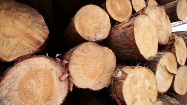 Αποθεμάτων ξυλείας ξύλο — Αρχείο Βίντεο