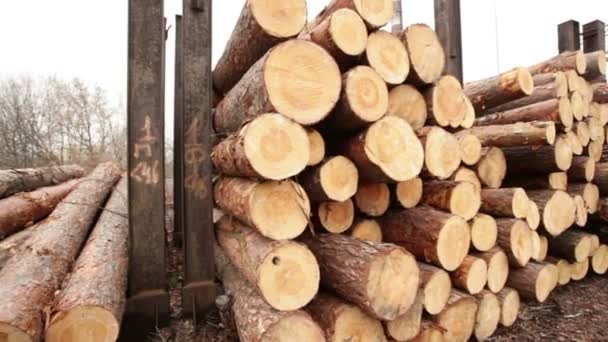 Stock timber wood — Stock Video