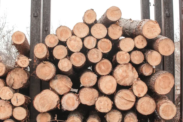 Timber logs stacked — Stock Photo, Image