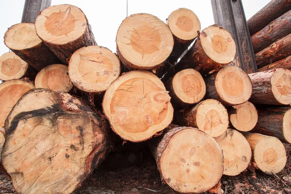 Grumes de bois industrie — Photo