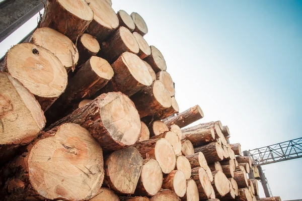 Logs stacked sky — Stock Photo, Image