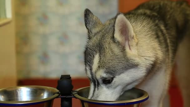 Σιβηρία σκύλος χάσκεϋ τρώει ένα μπωλ τροφίμων — Αρχείο Βίντεο