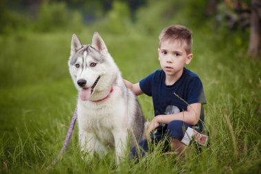 Husky çimenlerin üzerinde oturan ile oynayan çocuk