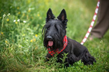Parkta İskoç terrierwalking