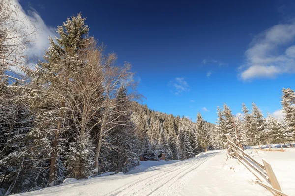 Winter, forest, snow road — Stock Photo, Image