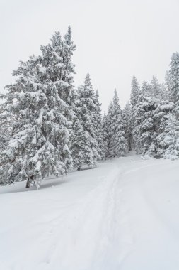 kar, kış, peyzaj, karlı