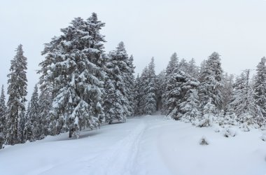 kış, panorama, orman