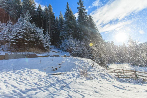 Sunrise, vinter, skog, snö — Stockfoto