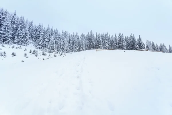 Winter, weiden, sneeuw, drijft — Stockfoto