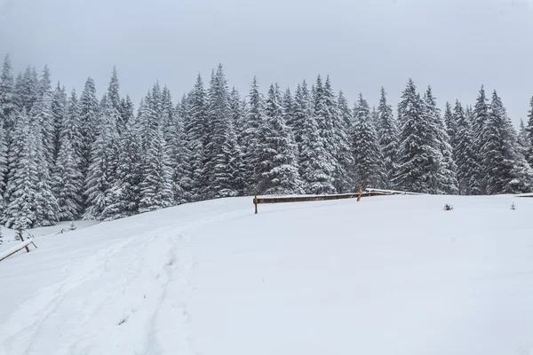 V zimě, louky, sníh, závěje — Stock fotografie