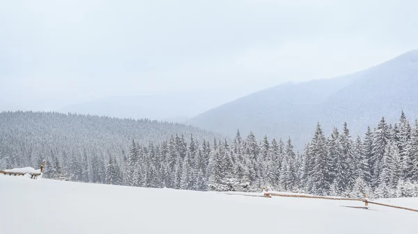 Winter, weiden, sneeuw, drijft — Stockfoto