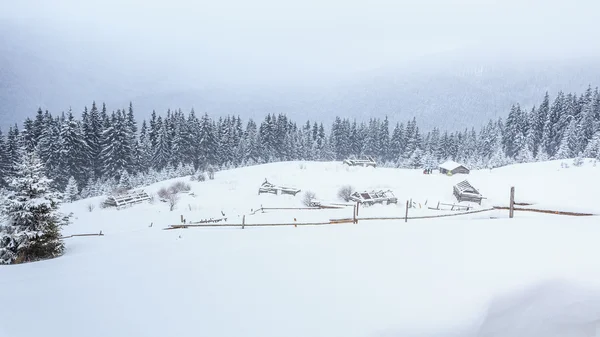 Winter, weiden, sneeuw, drijft — Stockfoto