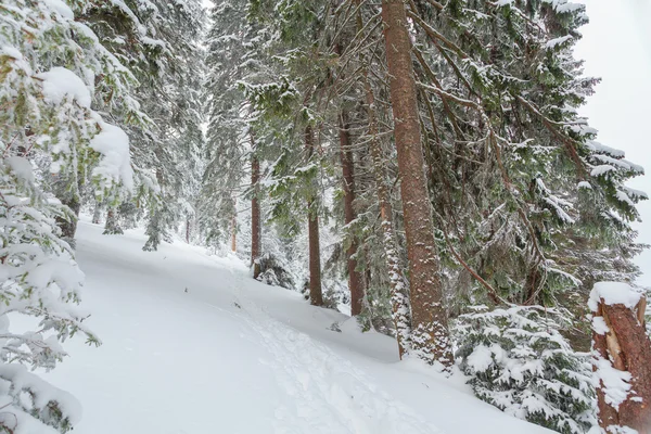 Forest, snow, winter — Stock Photo, Image