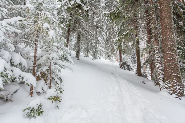 Les, sníh, zima — Stock fotografie
