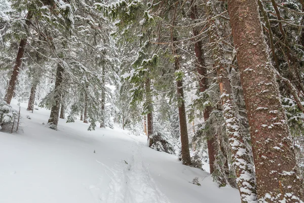 Snow, winter, landscape, snowy — Stock Photo, Image