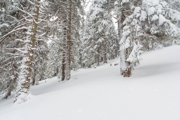 Snö, vinter, landskap, snowy — Stockfoto