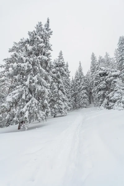 Snow, winter, landscape, snowy — Stock Photo, Image