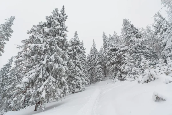 Snow, winter, landscape, snowy — Stock Photo, Image