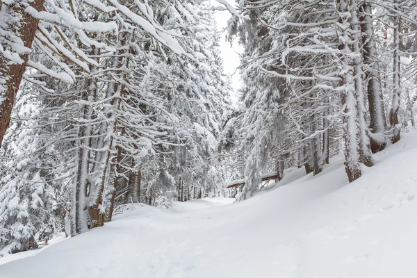 Sneeuw, winter, landschap, snowy — Stockfoto