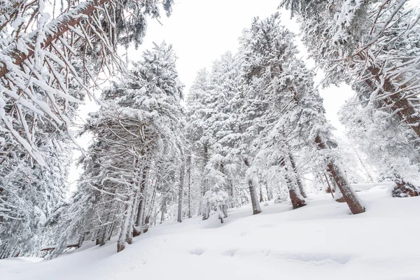 Sníh, zima, krajina, Sněžná — Stock fotografie