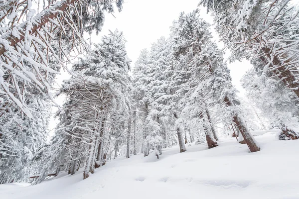 Śnieg, zima, krajobraz, śnieżna — Zdjęcie stockowe