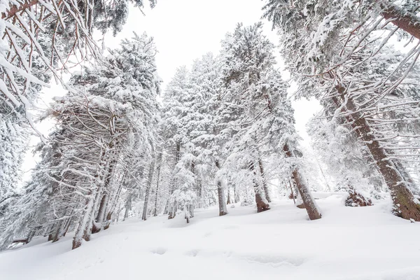 Sníh, zima, krajina, Sněžná — Stock fotografie